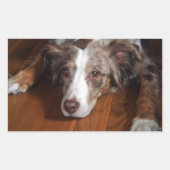 Sticker Rectangulaire berger australien merle rouge pondre plat (Devant)