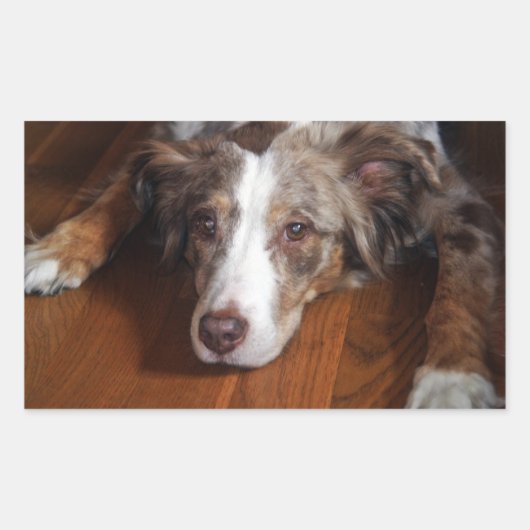 Sticker Rectangulaire berger australien merle rouge pondre plat (Devant)