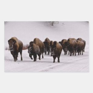 Sticker Rectangulaire Bison en hiver