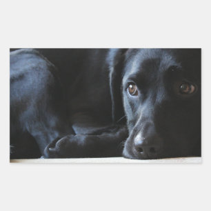 Sticker Rectangulaire Black Labrador