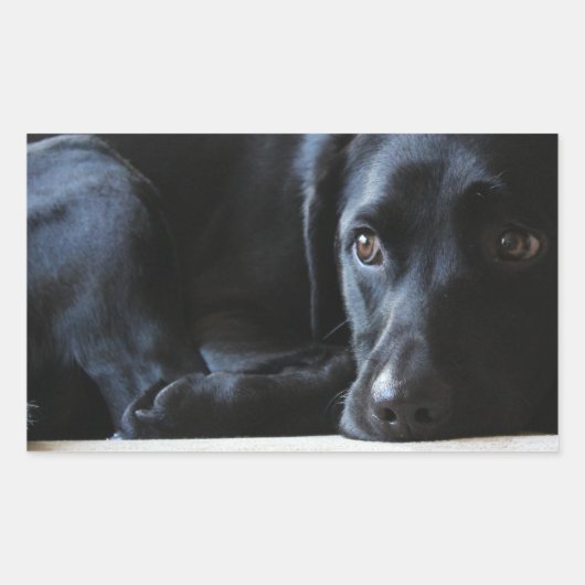 Sticker Rectangulaire Black Labrador (Devant)