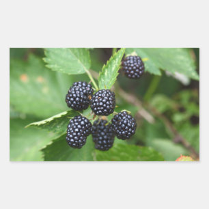 Sticker Rectangulaire Blackberry Juicy Summer Fruit Gardener Jardiner