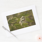 Sticker Rectangulaire Blueberry 585 (Enveloppe)