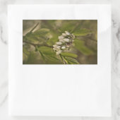 Sticker Rectangulaire Blueberry 585 (Sac)