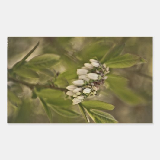 Sticker Rectangulaire Blueberry 585 (Devant)