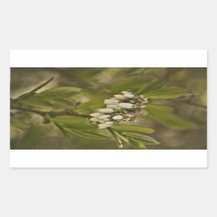 Sticker Rectangulaire Blueberry 585