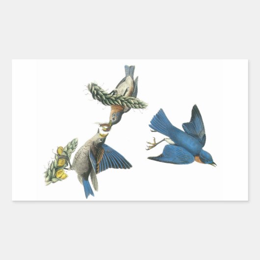 Sticker Rectangulaire Bluebird de l'Est par Audubon (Devant)