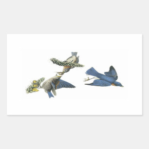 Sticker Rectangulaire Bluebird de l'Est par Audubon