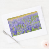 Sticker Rectangulaire Bluebonnets du Texas (Enveloppe)