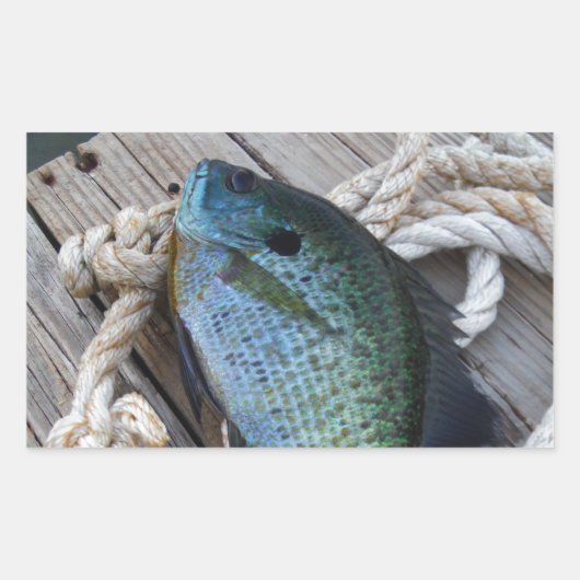 Sticker Rectangulaire bluegill sur quai (Devant)