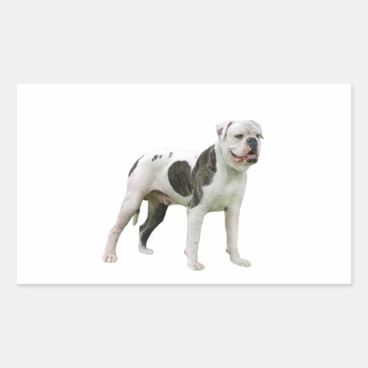 Sticker Rectangulaire Bouledogue Américain - Brun-Blanc (Devant)
