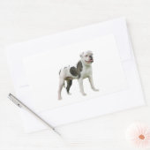 Sticker Rectangulaire Bouledogue Américain - Brun-Blanc (Enveloppe)