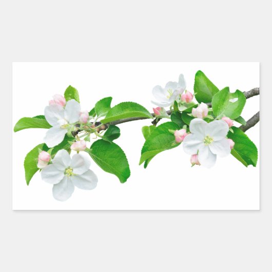 Sticker Rectangulaire Branche de pommier en floraison (Devant)