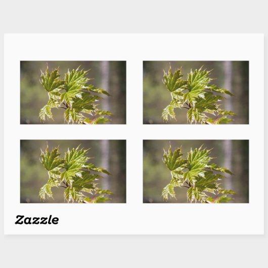 Sticker Rectangulaire Branche d'érable vert mignon avec petits feuilles (Feuille)