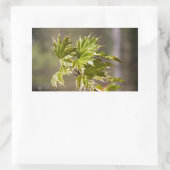 Sticker Rectangulaire Branche d'érable vert mignon avec petits feuilles (Sac)