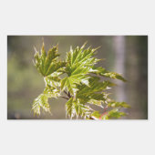 Sticker Rectangulaire Branche d'érable vert mignon avec petits feuilles (Devant)