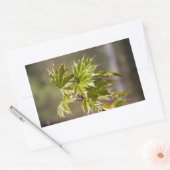 Sticker Rectangulaire Branche d'érable vert mignon avec petits feuilles (Enveloppe)