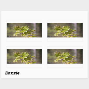 Sticker Rectangulaire Branche d'érable vert mignon avec petits feuilles