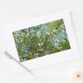 Sticker Rectangulaire Branche of Dogwood Blossoms Spring Trees (Enveloppe)