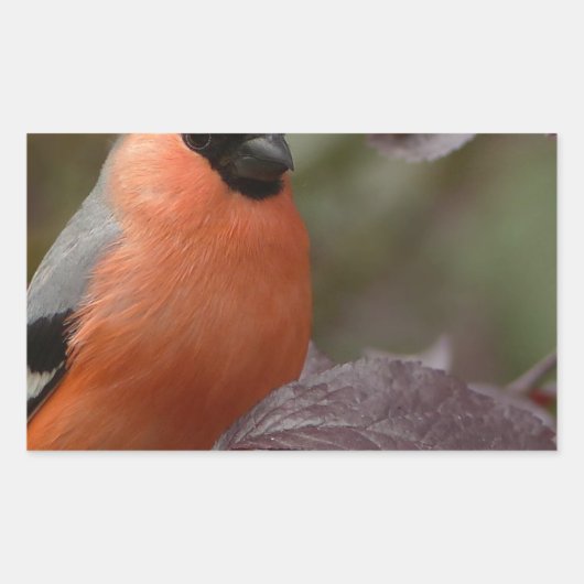 Sticker Rectangulaire Bull Finch (Devant)