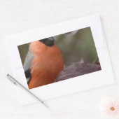 Sticker Rectangulaire Bull Finch (Enveloppe)