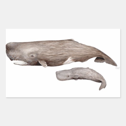 Sticker Rectangulaire Cachalot, mère et élevage (Devant)