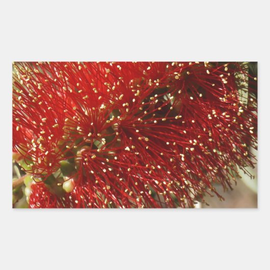 STICKER RECTANGULAIRE CALLISTEMON BOUTEILLE ROUGE BRUSH TREE FLOWER AUST (Devant)