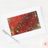 STICKER RECTANGULAIRE CALLISTEMON BOUTEILLE ROUGE BRUSH TREE FLOWER AUST (Enveloppe)