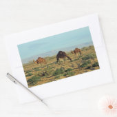 Sticker Rectangulaire Camels, Tunisie (Enveloppe)