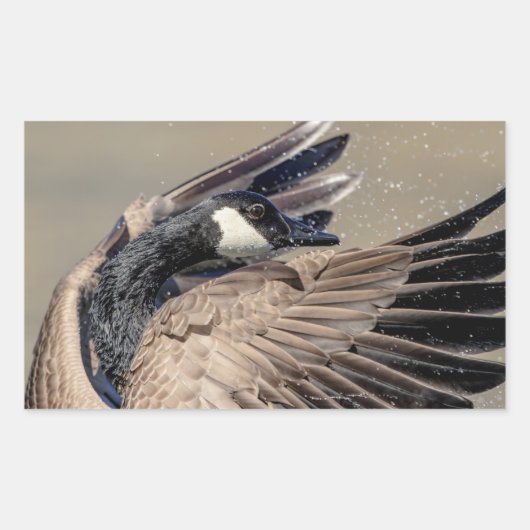 Sticker Rectangulaire Canada Goose (Devant)
