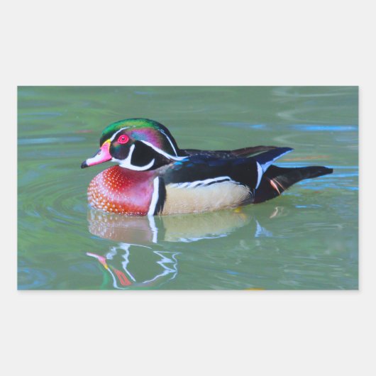Sticker Rectangulaire Canard à bois mâle sur étang (Devant)