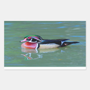Sticker Rectangulaire Canard en bois masculin sur l'étang