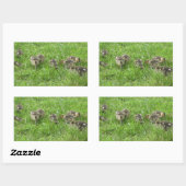 Sticker Rectangulaire Canards dans l'herbe (Feuille)