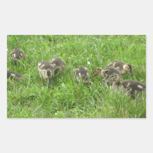 Sticker Rectangulaire Canards dans l'herbe (Devant)