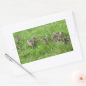 Sticker Rectangulaire Canards dans l'herbe (Enveloppe)