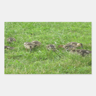 Sticker Rectangulaire Canards dans l'herbe