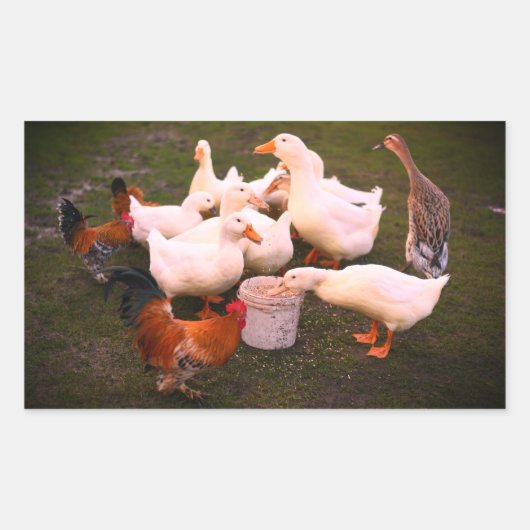 Sticker Rectangulaire Canards et poulets mangent amusants (Devant)