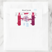 Sticker Rectangulaire Capillaires Capillaires Diagramme des veines des v (Sac)