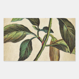 Sticker Rectangulaire Capsicum Annuum Bell Pepper