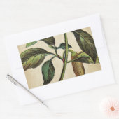 Sticker Rectangulaire Capsicum Annuum Bell Pepper (Enveloppe)