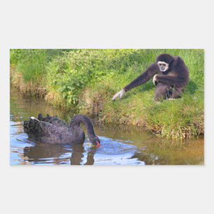 Sticker Rectangulaire Carte postale gibbon à main blanche et cygne noir