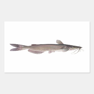 Sticker Rectangulaire Catfish - Pêche en eau douce