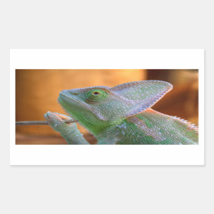 Sticker Rectangulaire Chameleon voilé
