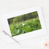 Sticker Rectangulaire Champ de fleurs de Lotus Jardin d'été (Enveloppe)