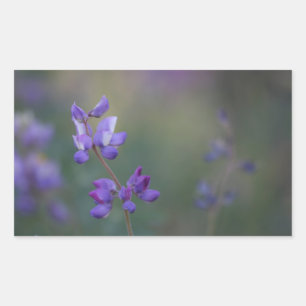Sticker Rectangulaire Champ de Lupine