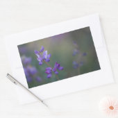Sticker Rectangulaire Champ de Lupine (Enveloppe)