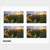 Sticker Rectangulaire Champ de tournesols en fleurs (Feuille)