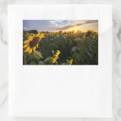 Sticker Rectangulaire Champ de tournesols en fleurs (Sac)