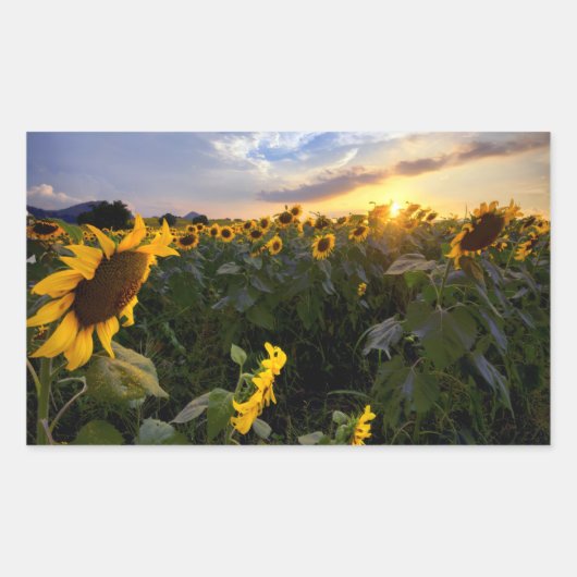 Sticker Rectangulaire Champ de tournesols en fleurs (Devant)