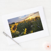 Sticker Rectangulaire Champ de tournesols en fleurs (Enveloppe)